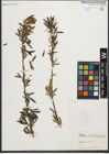Foto von Salix purpurea L.
